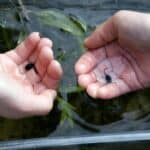 I naturen kan alle høre til