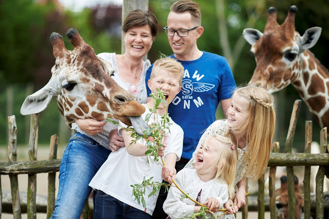 En glad familie i Odense Zoo sammen med to giraffer.