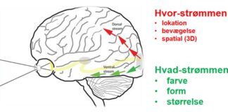 CVI: Nedsat syn som følge af hjerneskade tegning af en hjerne, der viser hvor synstabet CVI påvirker